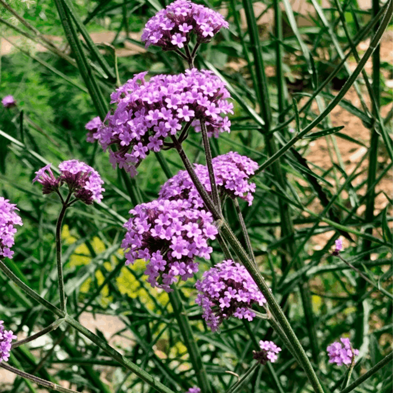 Verbena bonariensis