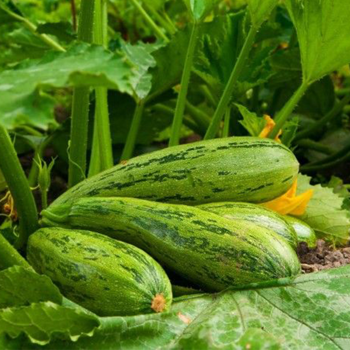 Zapallo zucchini