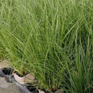Carex green