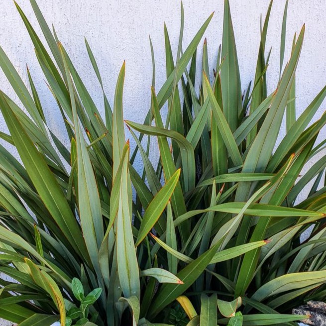 Formio verde 4lts