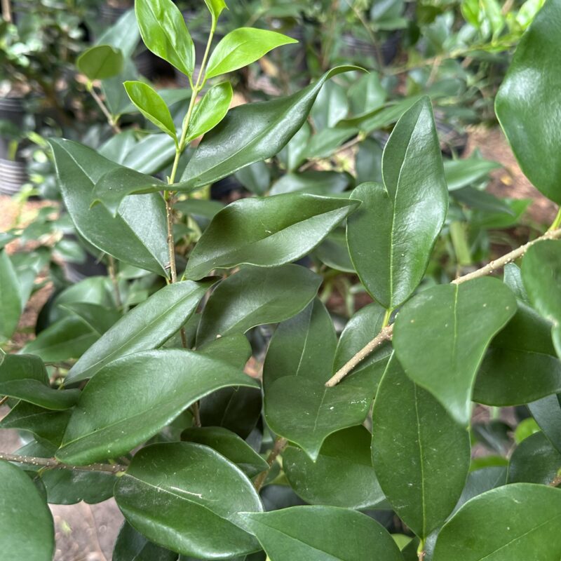 Olea