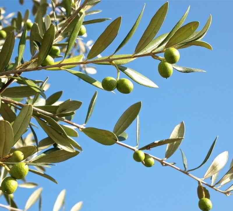 Olivo