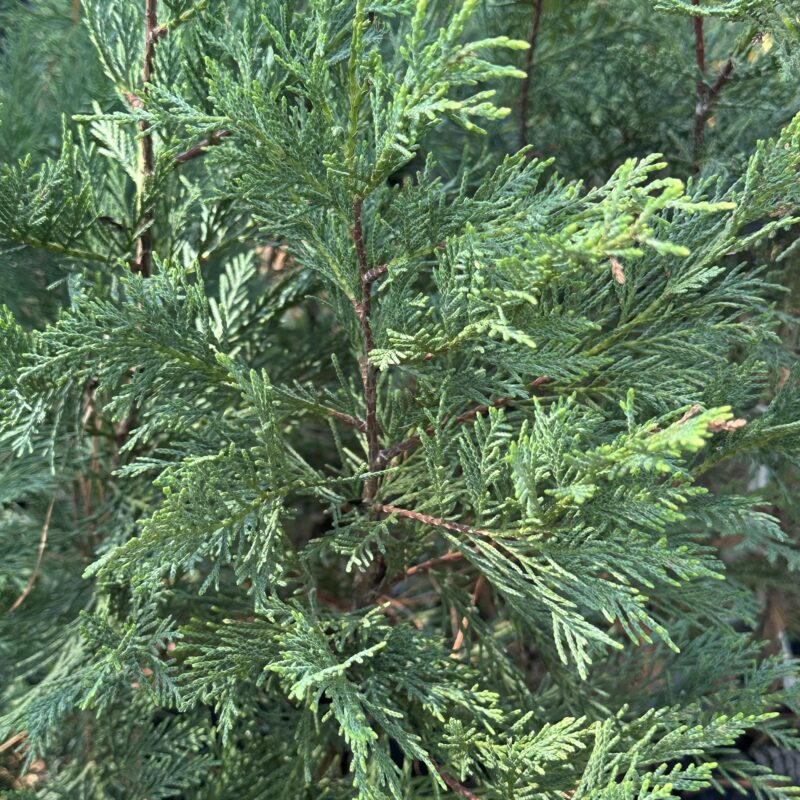 Pino leylandii 4lts