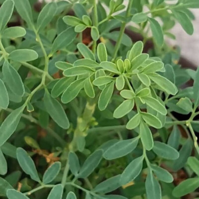 Ruda hembra