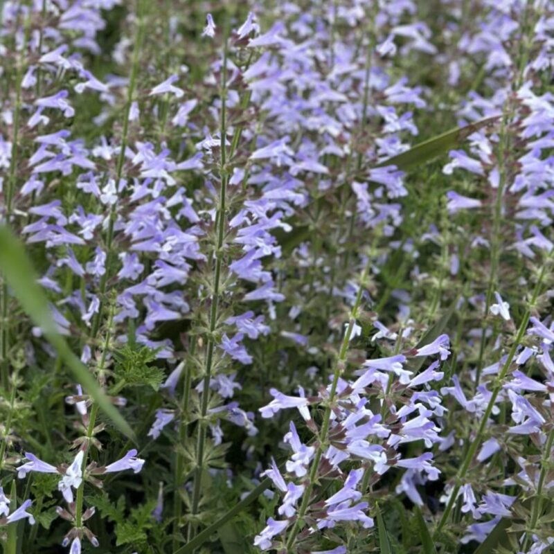 Salvia nelson