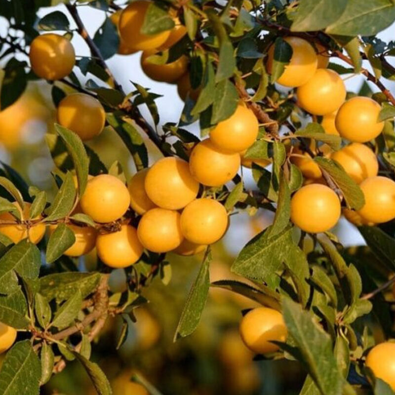 Ciruela Amarilla