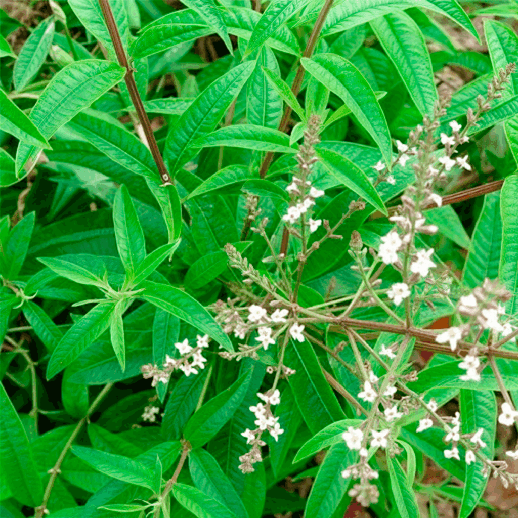 Cedrón – Sra. Huerta