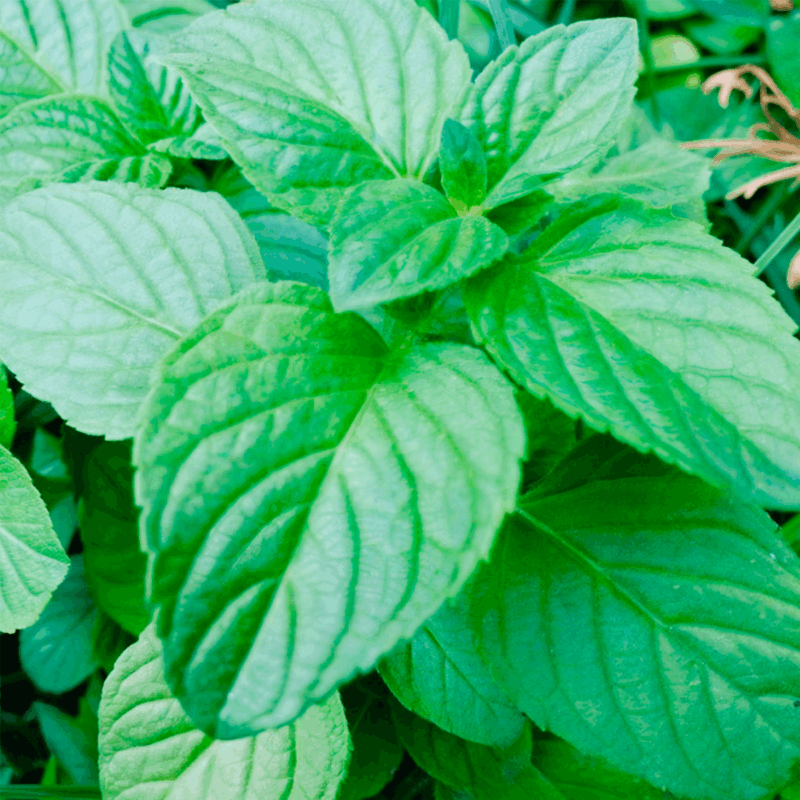 Menta española