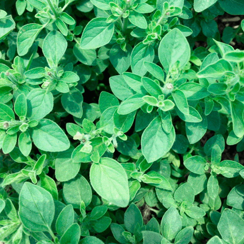 Oregano