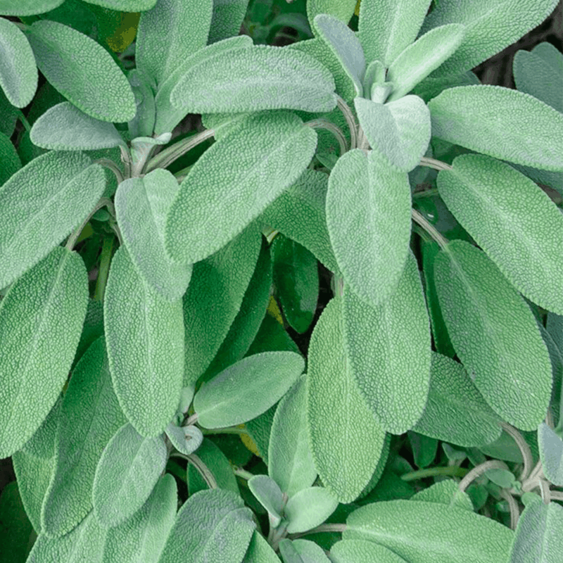 Salvia comestible