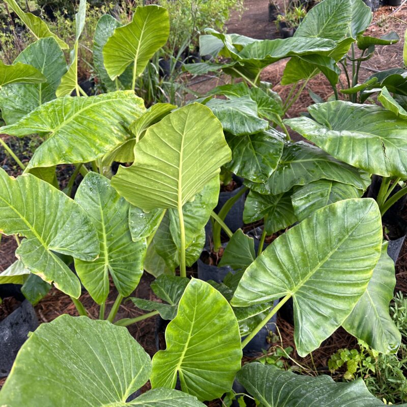 Alocasia 10lts
