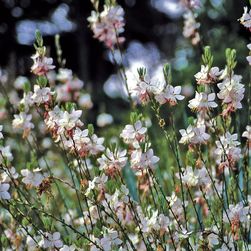 Gaura