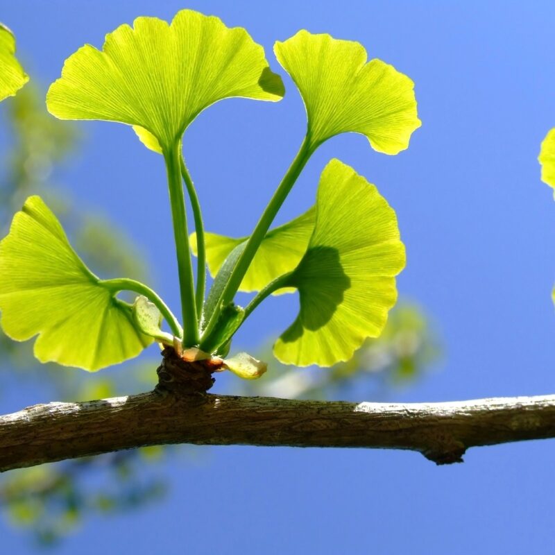 Ginkgo Biloba