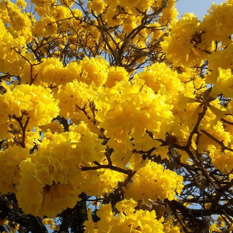 Lapacho amarillo