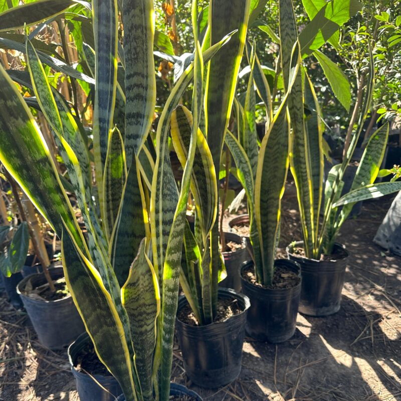 Sansevieria