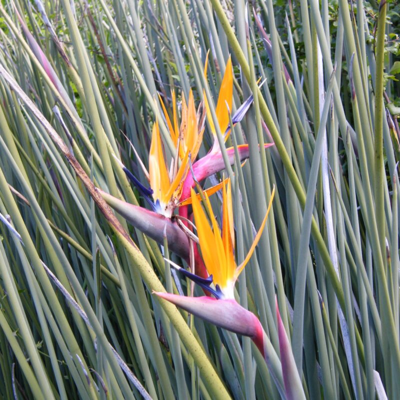 Strelitzia juncea