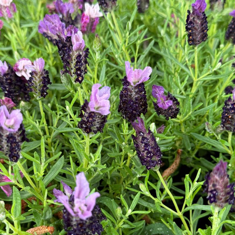 Lavanda española