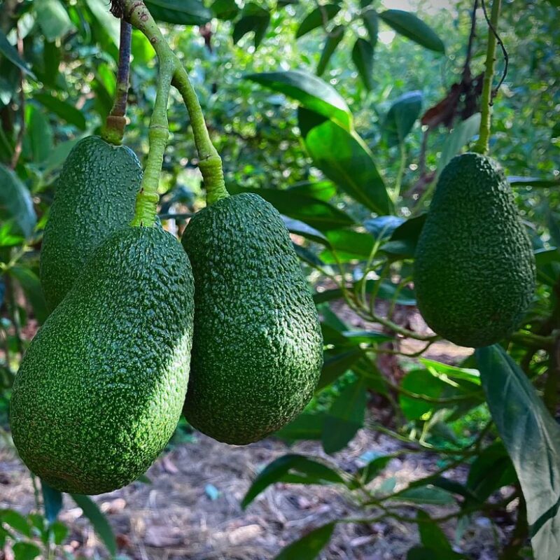 Palta Hass