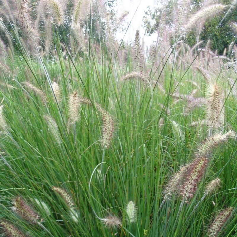 Pennisetum rupelli
