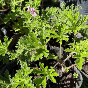 Citronela 3lts