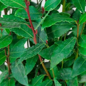 Laurel comestible