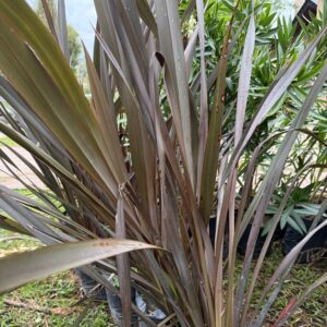 Formio rubra 7lts