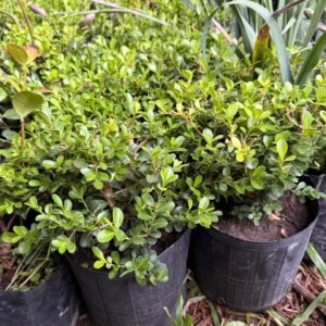 Buxus bocha 3lts