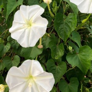 Ipomoea alba - dama de noche