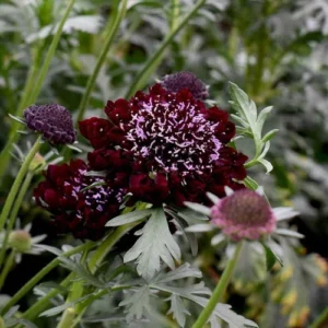 Scabiosa