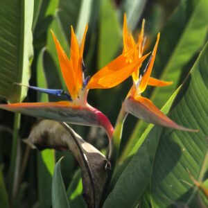 Strelitzia Reginae