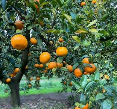 Mandarina murcott