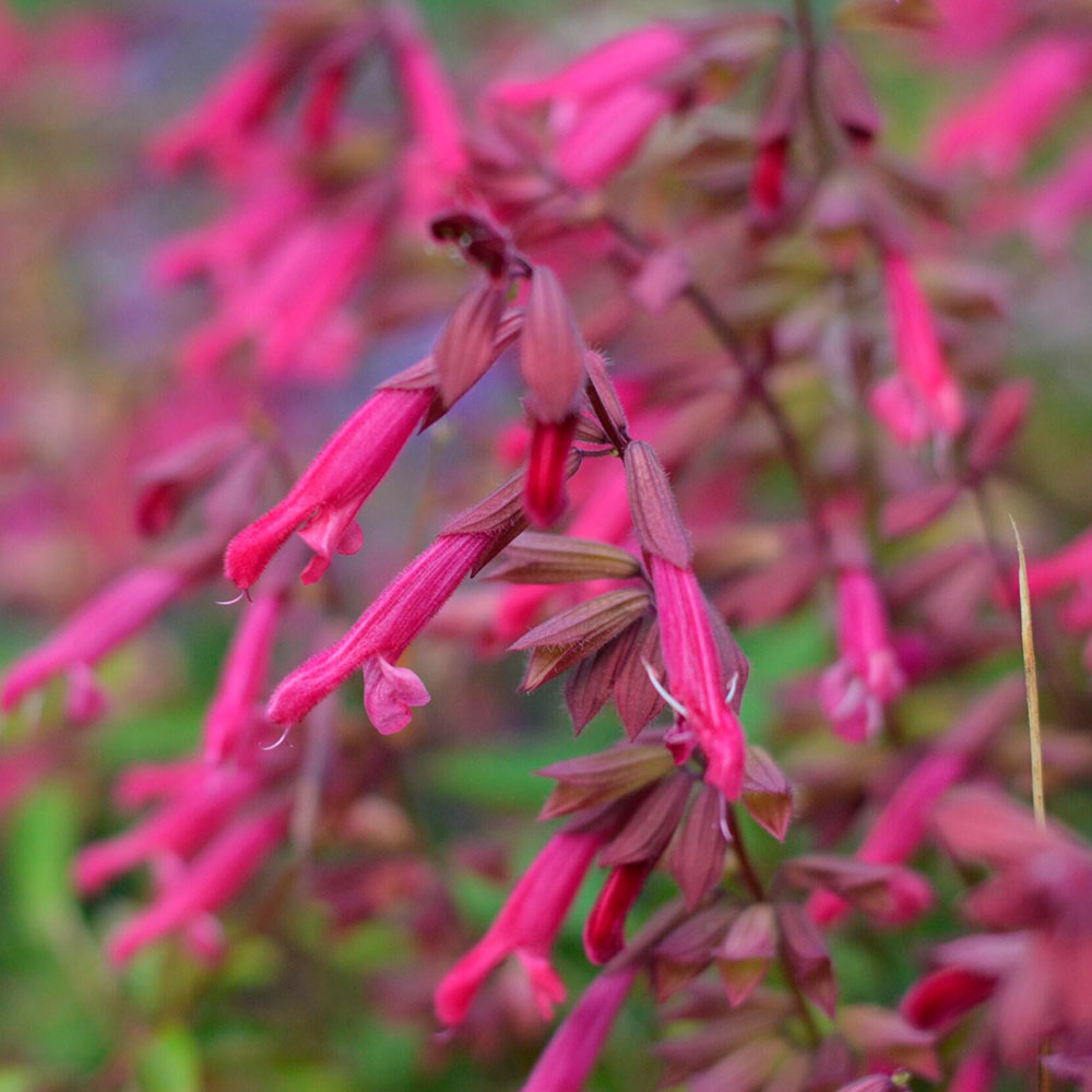 Salvia Wendy wish