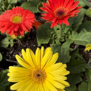 Gerbera N°13