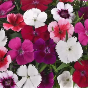 Dianthus (mix)