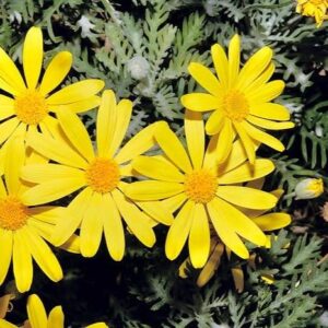 Euryops